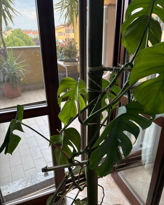 Supporti artigianali bamboo su misura per piante