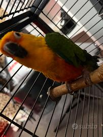 Pappagallo conuro parrocchetto jandaya