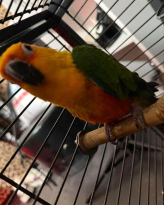 Pappagallo conuro parrocchetto jandaya