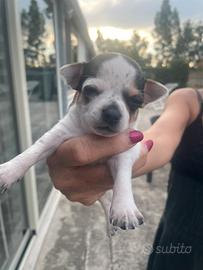 Chihuahua