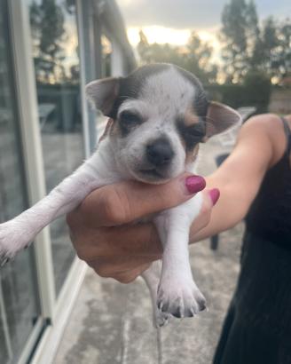 Chihuahua