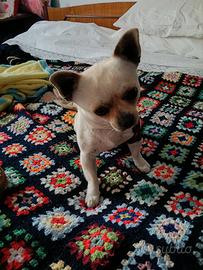 chihuahua 