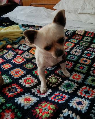 chihuahua 