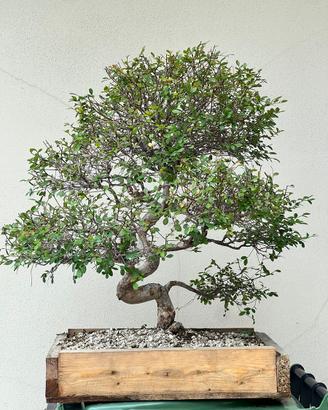 Bonsai olmo cinese