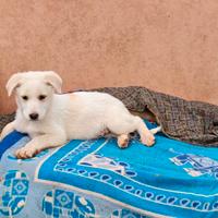 Cuccioli di mix maremmano
