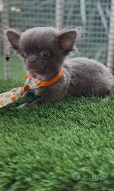 Chihuahua piccolissimo pelo lungo lilac maschio