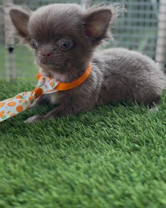 Chihuahua piccolissimo pelo lungo lilac maschio