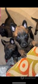 Cuccioli pastore belga malinois