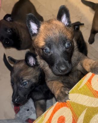 Cuccioli pastore belga malinois