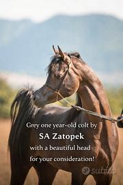 Puledro figlio di SA Zatopek