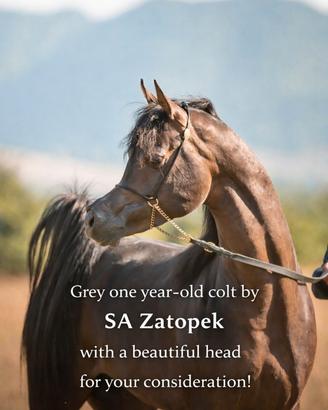 Puledro figlio di SA Zatopek
