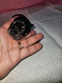 Chihuahua tricolore toy