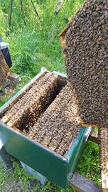 Nuclei api e famiglie arnia miele