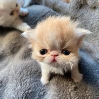 Gattini persiani puri - disponibili da luglio