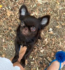 Chihuahua mini