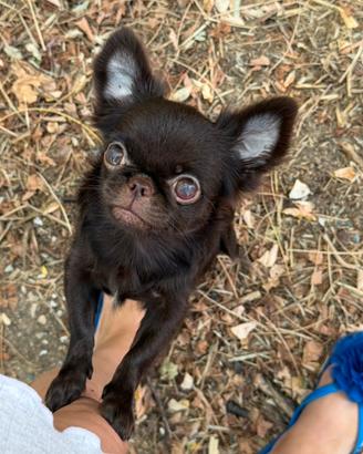 Chihuahua mini