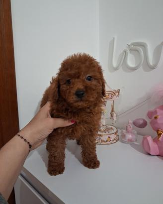 Barboncino red maschio