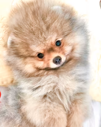 Cuccioli di Spitz di Pomerania nano (Volpino)