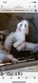 Cuccioli x cinghiale