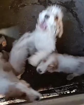Cuccioli x cinghiale