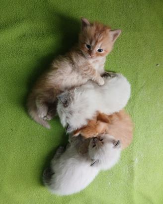 Gattini Siberiani