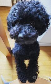 Disponibilità per monte Barboncino toy