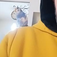 Cocorito Allevato a mano