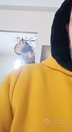 Cocorito Allevato a mano