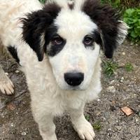 Beethoven, cucciolo taglia grande in ADOZIONE