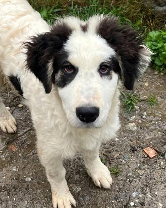 Beethoven, cucciolo taglia grande in ADOZIONE