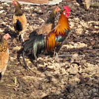  coppia galline Phoenix Onagadori