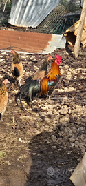  coppia galline Phoenix Onagadori