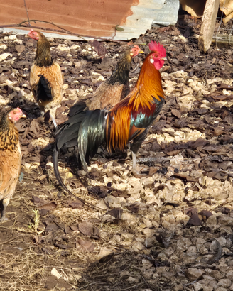  coppia galline Phoenix Onagadori