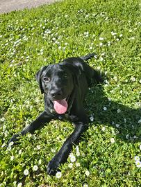 Labrador retriever 4 mesi con pedigree