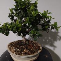 phyrachanta bonsai