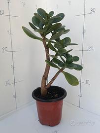 Albero di Giada (Crassula Ovata) – Pianta Grassa 