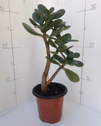 Albero di Giada (Crassula Ovata) – Pianta Grassa 