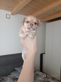 Cucciolo chihuahua maschio