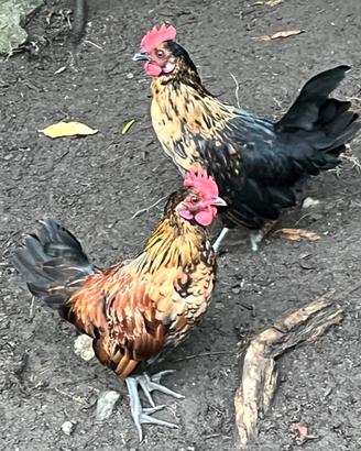 Galletti nani