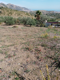 Terreno edificabile con uliveto e alberi da frutto