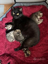 Famiglia adottiva per GATTINI