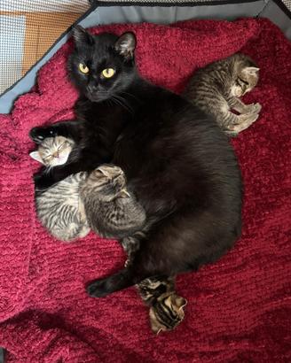 Famiglia adottiva per GATTINI