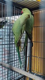 Pappagalli parrocchetto dal collare