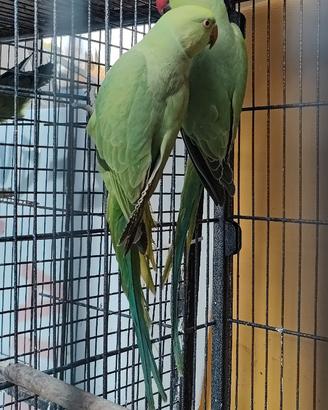 Pappagalli parrocchetto dal collare