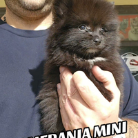 Spitz tedesco pomerania