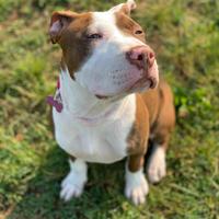 R e g a l opitbull femmina