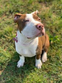 R e g a l opitbull femmina