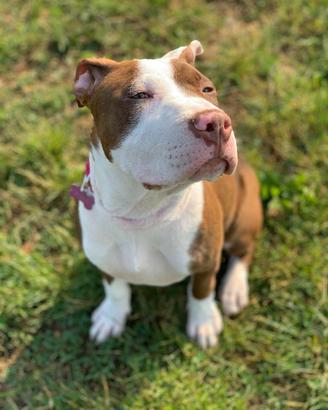 R e g a l o pitbull femmina
