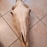 teschio cavallo