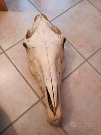 teschio cavallo